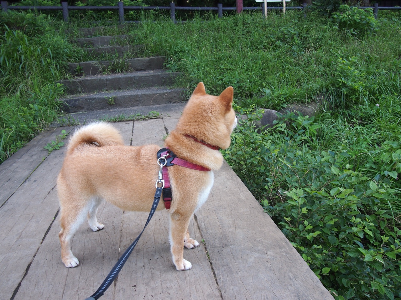 听球员讲:明星运动员的比赛背后故事,运动员明星化利大于弊