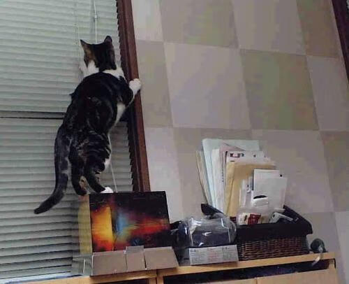 九游官网pc-城市夜空激光划水，科技与运动的梦幻结合，夜空中的激光束